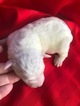 Small Photo #3 Pyredoodle Puppy For Sale in LIBERTY, MS, USA
