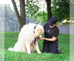 Small #4 Great Pyrenees