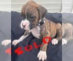 Small Photo #25 Boxer Puppy For Sale in LUCERNE VALLEY, CA, USA