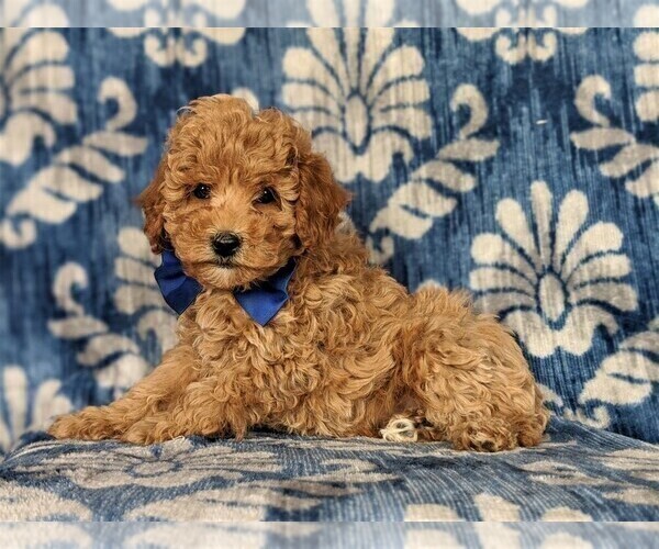 Medium Photo #4 Cavapoo Puppy For Sale in NEW PROVIDENCE, PA, USA