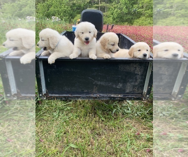 Medium Photo #10 English Cream Golden Retriever Puppy For Sale in ROCKY FACE, GA, USA