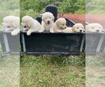 Small #9 English Cream Golden Retriever