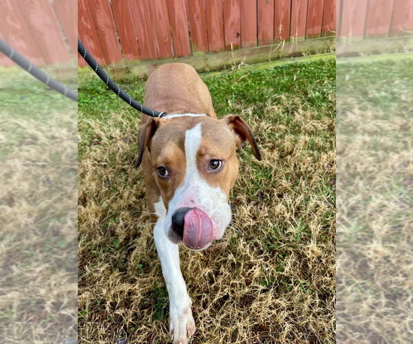 Medium Photo #2 Mutt Puppy For Sale in Glen Allen, VA, USA