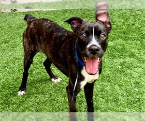 RAVI - Male French Bulldog-Unknown Mix Dog for Adoption - Photo #3