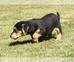 Small #8 Dachsador