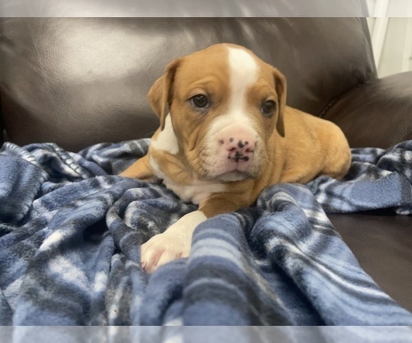 Medium Photo #107 American Bully Puppy For Sale in REESEVILLE, WI, USA