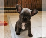 Small Photo #1 French Bulldog Puppy For Sale in Winnipeg, Manitoba, Canada