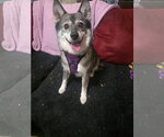 Small #1 Pomsky