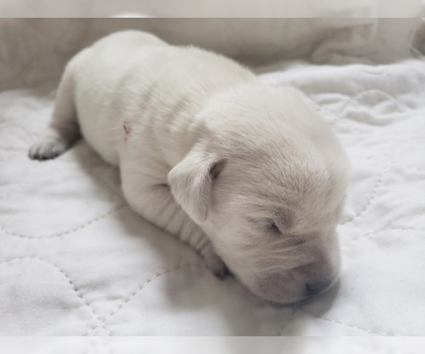 Medium Photo #41 Labrador Retriever Puppy For Sale in NEW LENOX, IL, USA