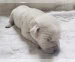 Small Photo #41 Labrador Retriever Puppy For Sale in NEW LENOX, IL, USA