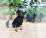 Small Photo #6 Chiweenie Puppy For Sale in Sandy, UT, USA