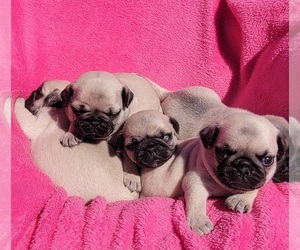 Pug Puppy for sale in SILVER SPRINGS, FL, USA