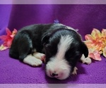 Small #2 Border Collie