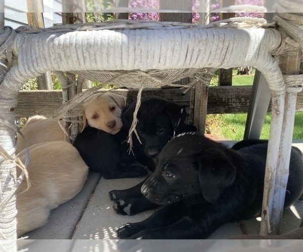 Medium Photo #12 Labrador Retriever Puppy For Sale in BREWSTER, WA, USA