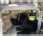 Small Photo #12 Labrador Retriever Puppy For Sale in BREWSTER, WA, USA