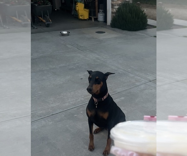 Medium Photo #1 Doberman Pinscher Puppy For Sale in HIGHLAND, CA, USA