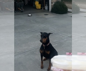 Mother of the Doberman Pinscher puppies born on 07/31/2026