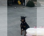 Small Photo #1 Doberman Pinscher Puppy For Sale in HIGHLAND, CA, USA