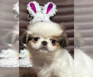 Medium Japanese Chin