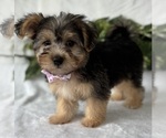 Small #11 Morkie