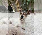 Small Mutt