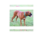 Small #13 Boxer