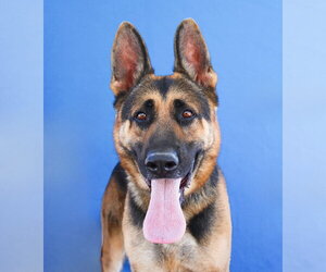 German Shepherd Dog Dogs for adoption in Pasadena, CA, USA