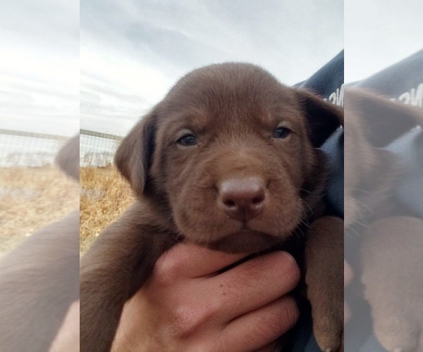Medium Photo #4 Labrador Retriever Puppy For Sale in MORRILL, KS, USA