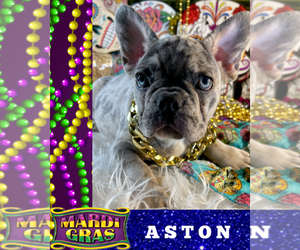 French Bulldog Puppy for sale in HEATHROW, FL, USA