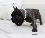 Small Photo #3 French Bulldog Puppy For Sale in LEESBURG, GA, USA