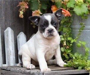 Faux Frenchbo Bulldog Puppy for sale in FREDERICKSBG, OH, USA