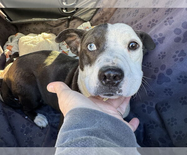 Medium Photo #1 American Staffordshire Terrier Puppy For Sale in Holly Springs, NC, USA