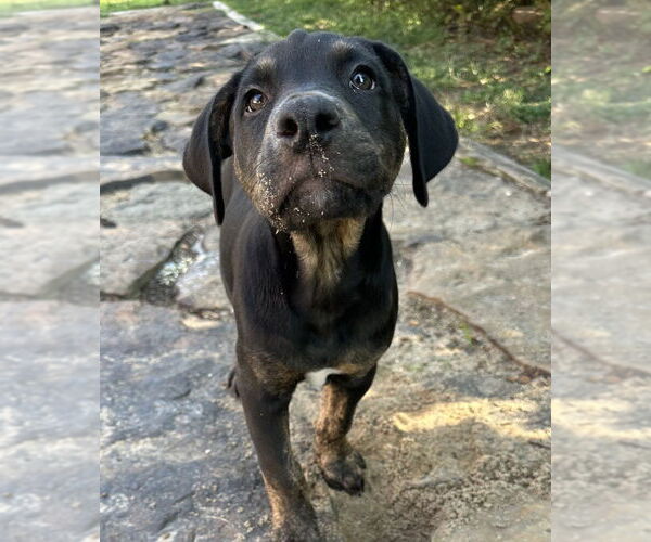 Medium Photo #3 Boxador Puppy For Sale in Boston, MA, USA