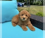 Small #1 Goldendoodle (Miniature)