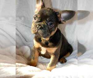 French Bulldog Puppy for sale in MANHATTAN, NY, USA