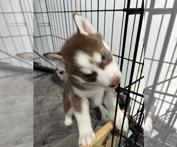 Medium Photo #1 Siberian Husky Puppy For Sale in BUTLER, NJ, USA