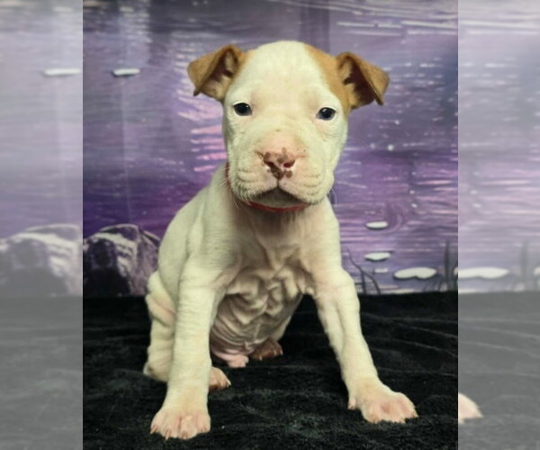 Medium Photo #5 Mutt Puppy For Sale in Lakewood, CO, USA