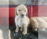 Small Photo #70 Goldendoodle Puppy For Sale in RATHDRUM, ID, USA