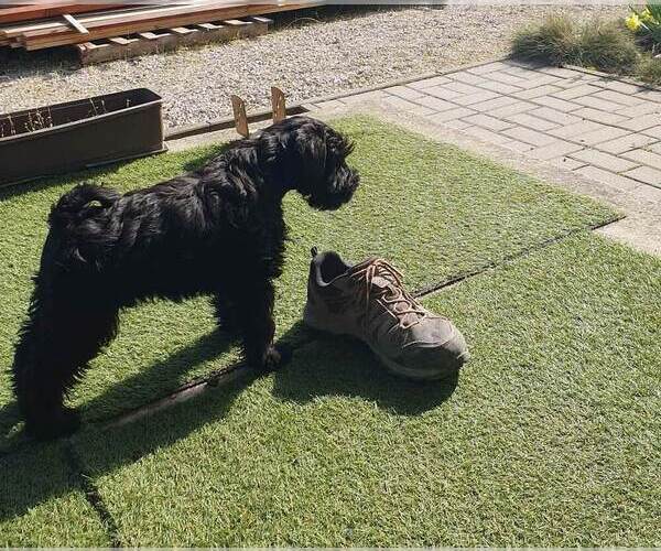 Medium Photo #7 Schnauzer (Miniature) Puppy For Sale in Hatvan, Heves, Hungary