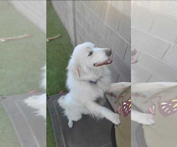 Medium Photo #1 Great Pyrenees Puppy For Sale in Goodyear, AZ, USA