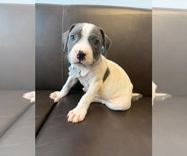 Medium Photo #2 American Staffordshire Terrier-Unknown Mix Puppy For Sale in Holly Springs, NC, USA