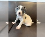 Small #1 American Staffordshire Terrier Mix