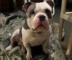 Small Photo #1 American Bully Puppy For Sale in AUGUSTA, ME, USA