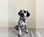 Small Dalmatian