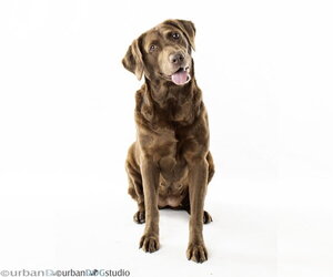 - Mix Dogs for adoption in Tampa, FL, USA