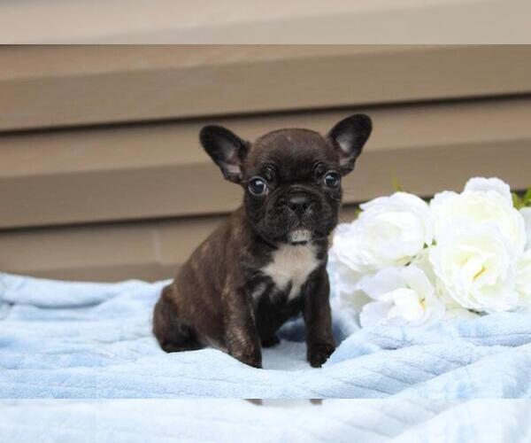 Medium Photo #7 French Bulldog Puppy For Sale in LIBERTY, KY, USA