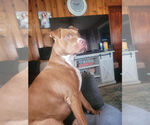 Small #5 American Pit Bull Terrier