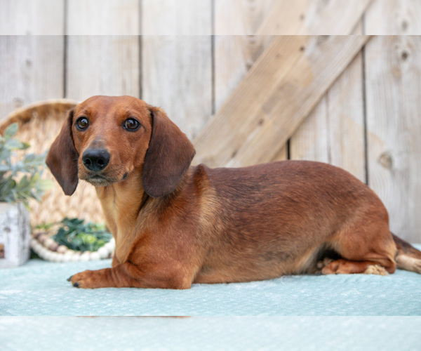 Medium Photo #1 Dachshund Puppy For Sale in GREENWICH, OH, USA