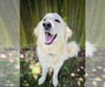 Small #5 Great Pyrenees
