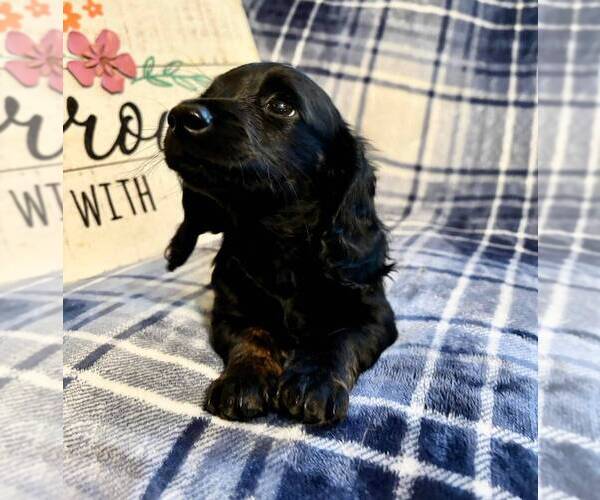 Medium Photo #5 Dachshund Puppy For Sale in AIKEN, SC, USA